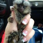 Marmoset monkey