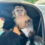 black face capuchin monkey