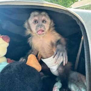 black face capuchin monkey