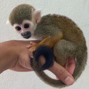 Squirrel monkey