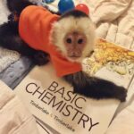 White face capuchin monkey